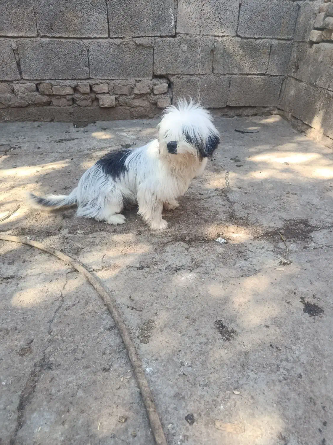 +98|سگ|منجیل, |دیوار