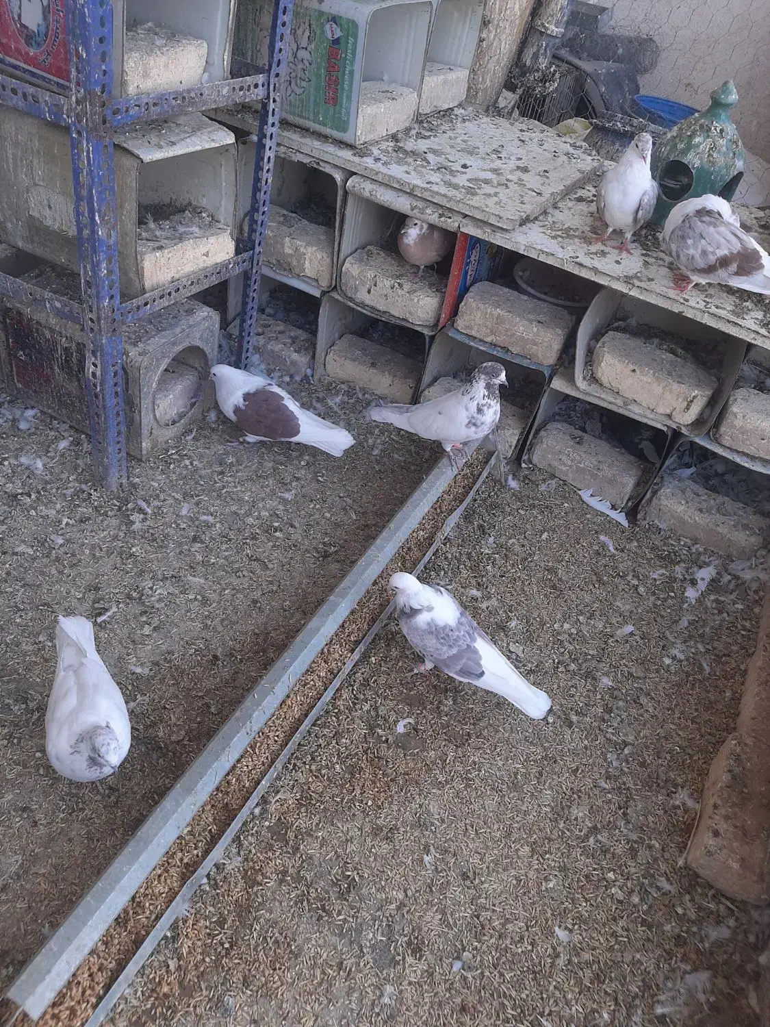 کبوترساعتی درجه یک بهترین خال|پرنده|اصفهان, ارغوانیه|دیوار