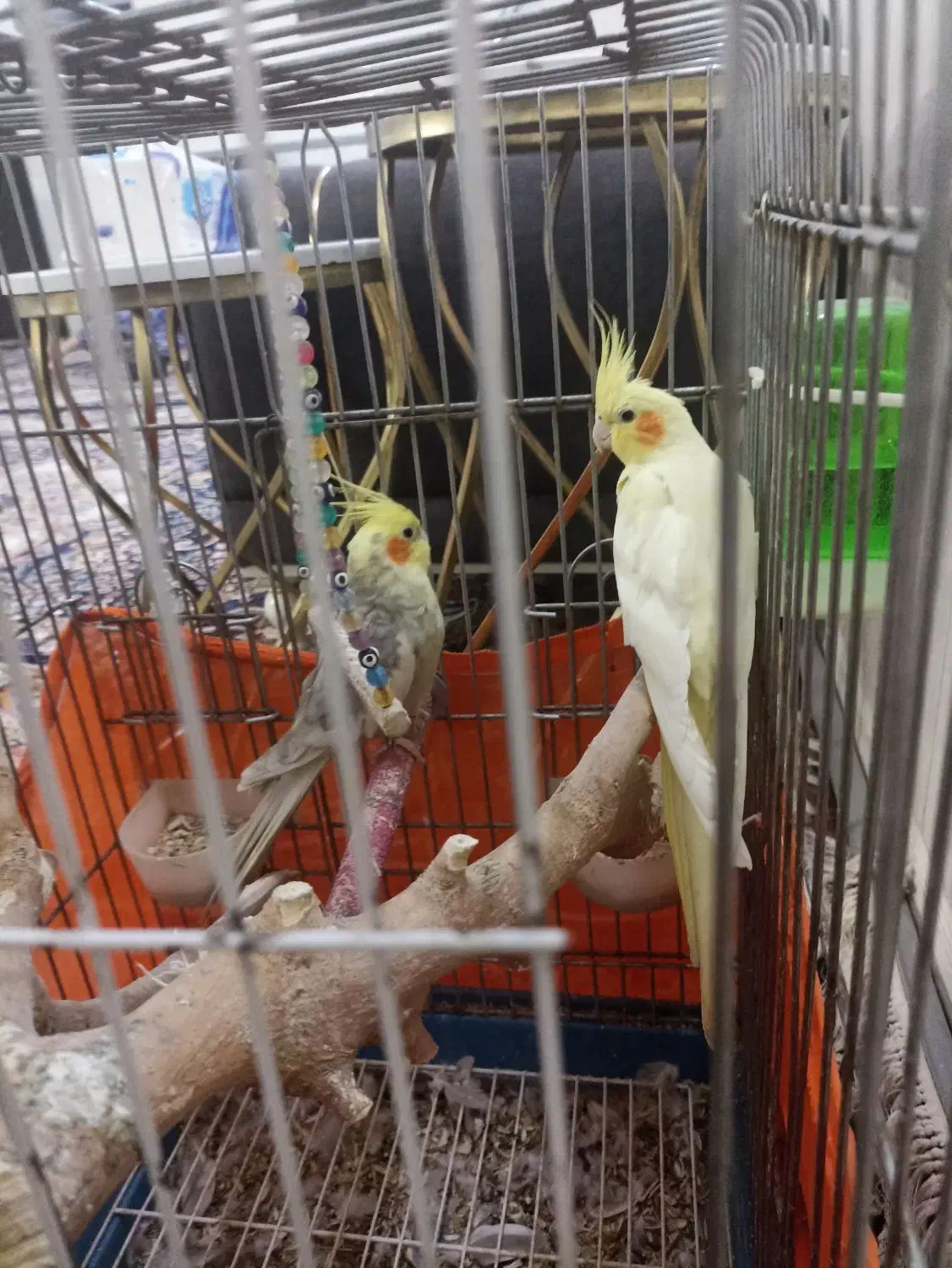 عروس هلندی|پرنده|پاکدشت, خاتون آباد|دیوار