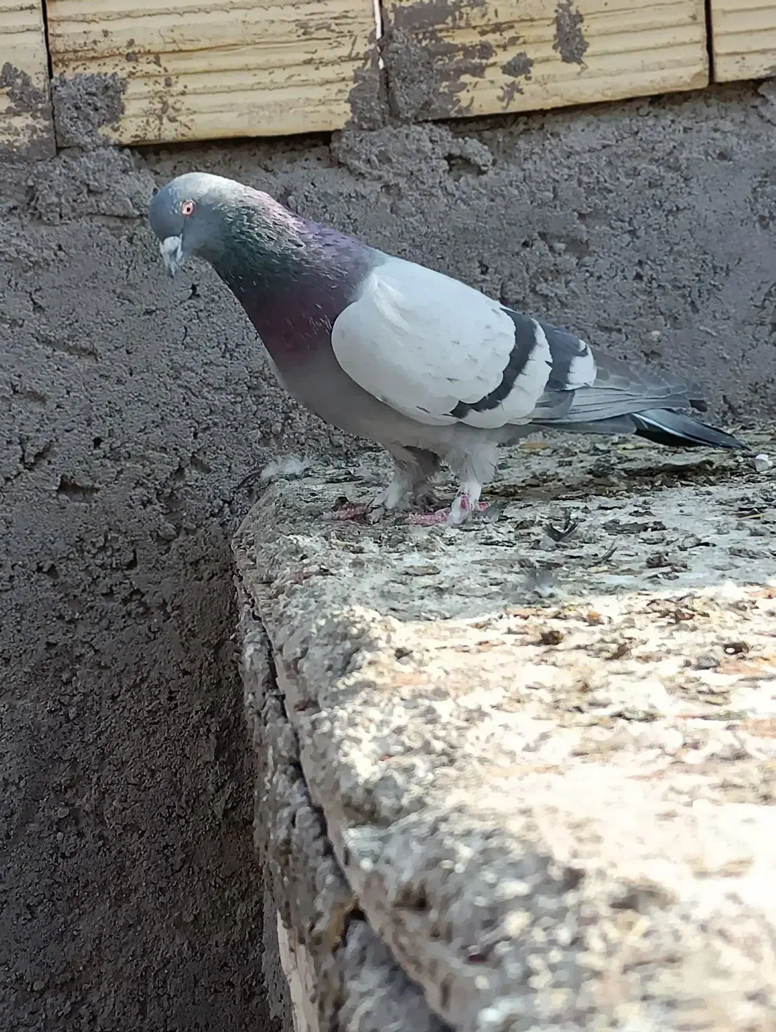 سبز بازیکن نر|پرنده|بم, |دیوار