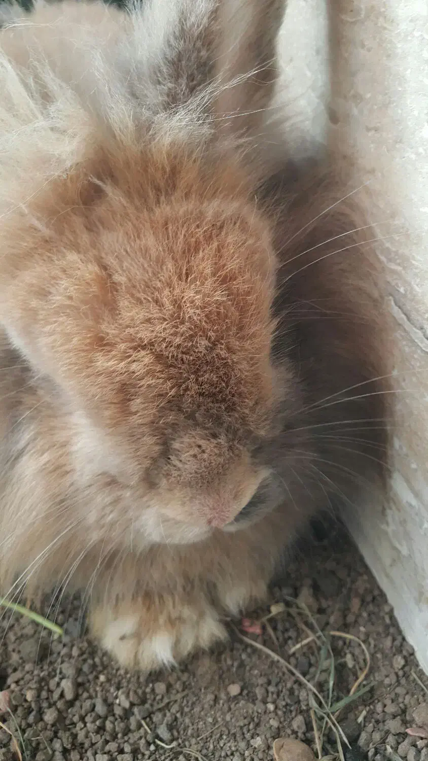 خرگوش هلندی یک نر و یک ماده|موش و خرگوش|اردبیل, |دیوار