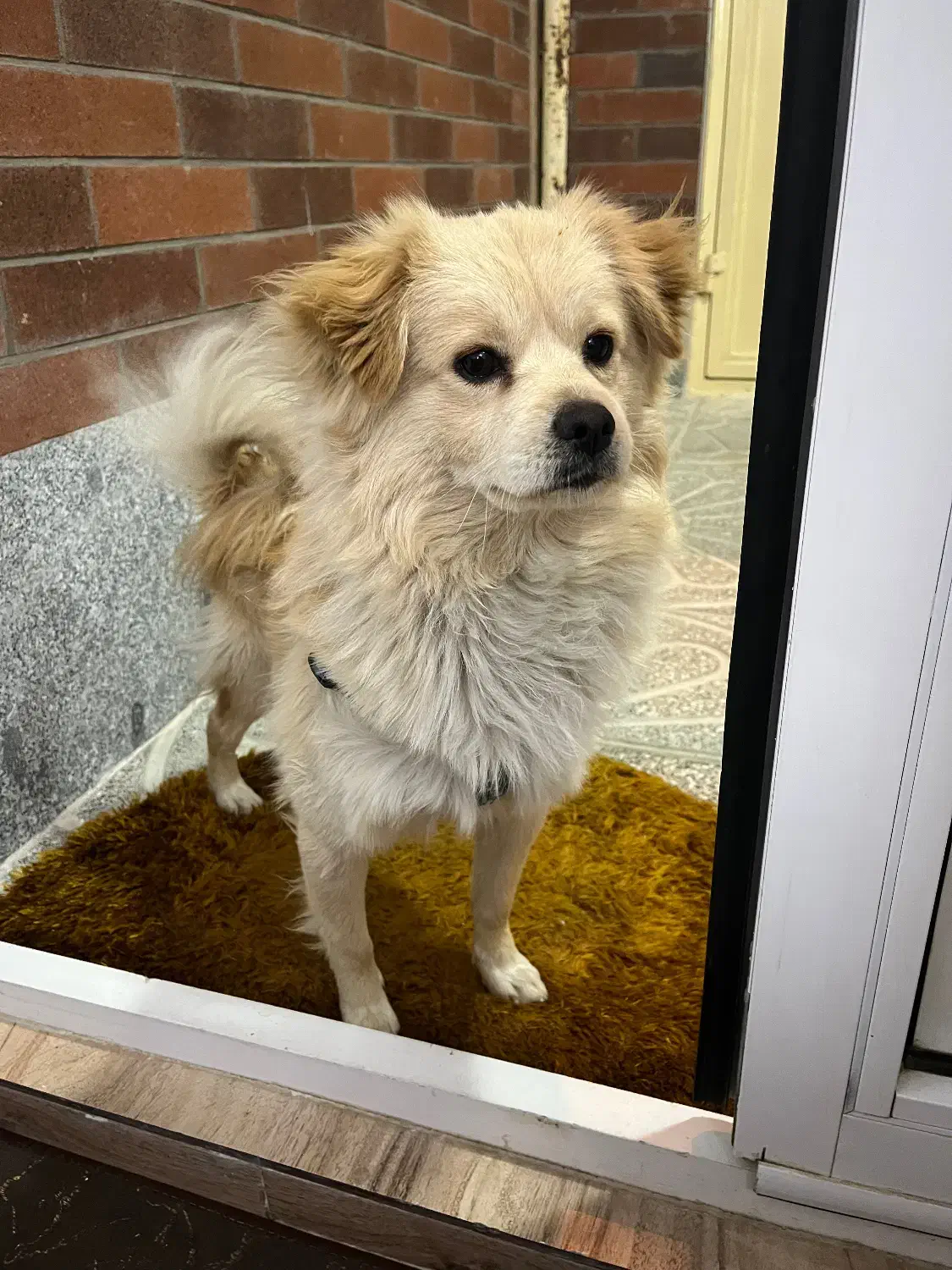 سگ پاکوتا|سگ|تبریز, |دیوار