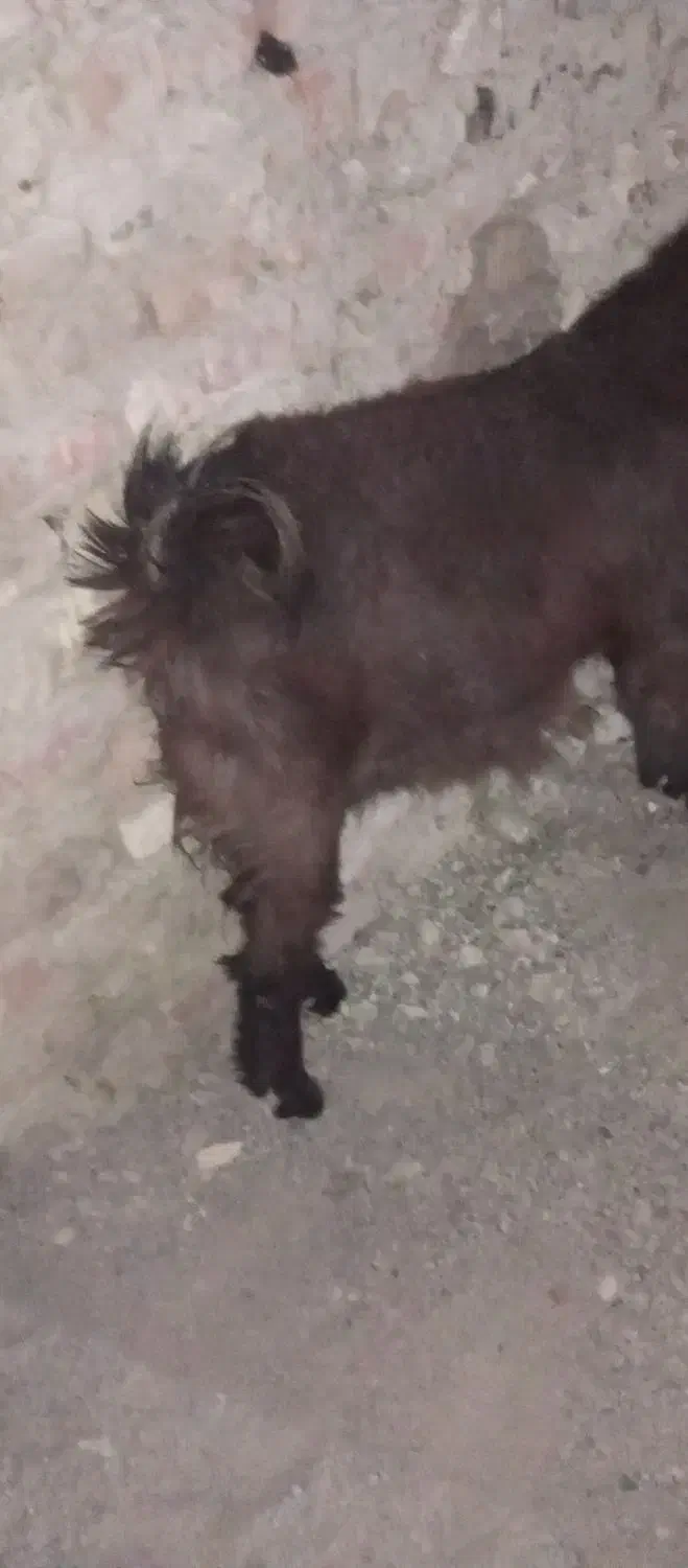 کهره چاق وچله|حیوانات مزرعه|زابل, |دیوار