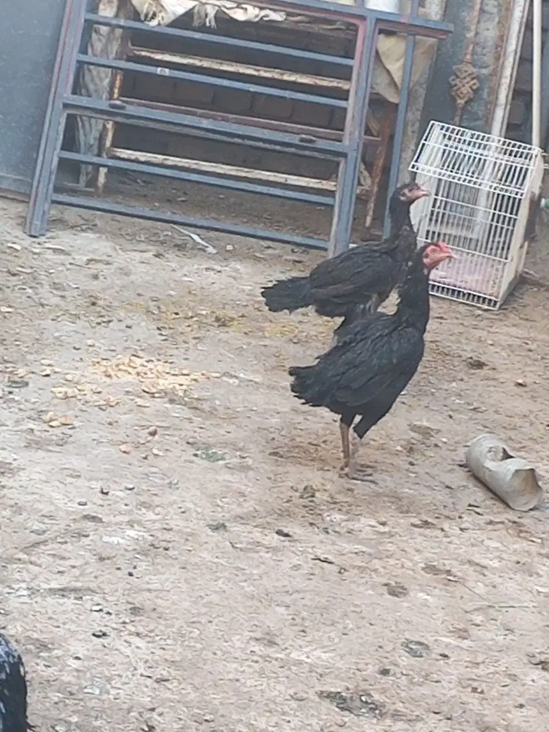 مرغ پاکستانی|حیوانات مزرعه|ایرانشهر, |دیوار