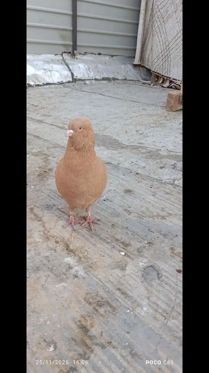 8 طوق کبوتر|پرنده|فردیس, فردیس|دیوار