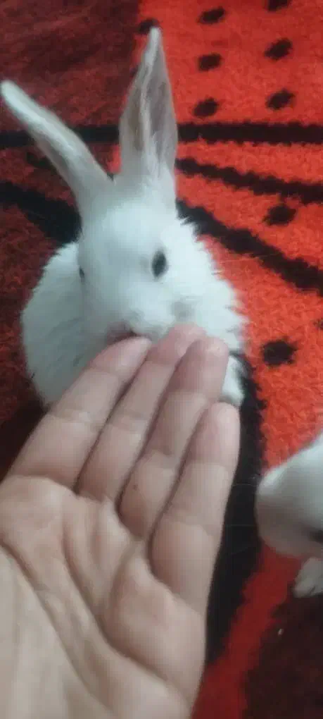 بچه خرگوش|موش و خرگوش|بم, |دیوار