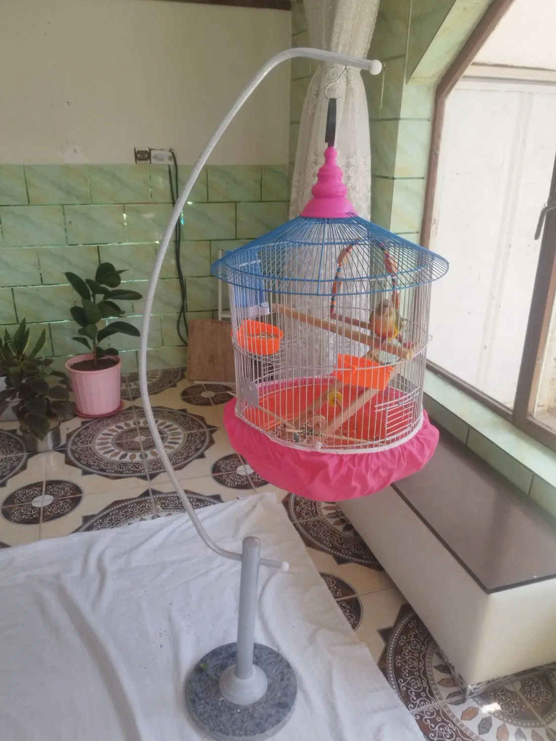 طوطی|پرنده|مبارکه, |دیوار