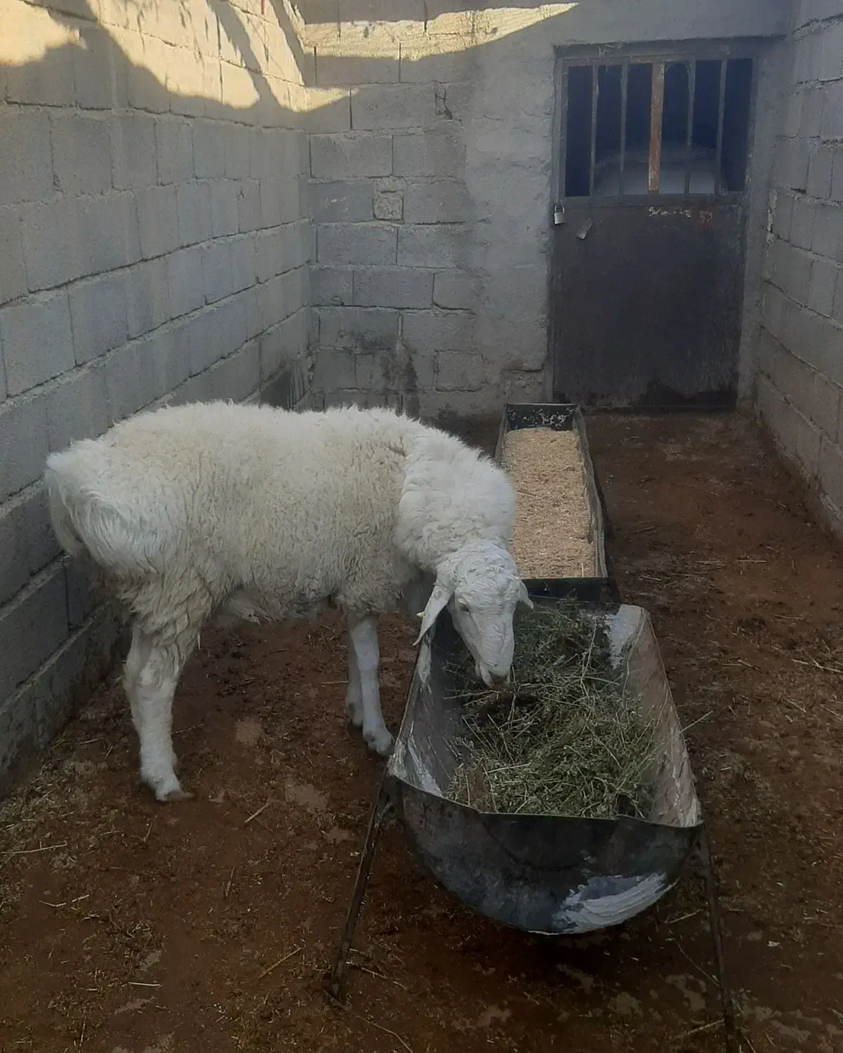 بره قوچی|حیوانات مزرعه|زیرکوه, |دیوار