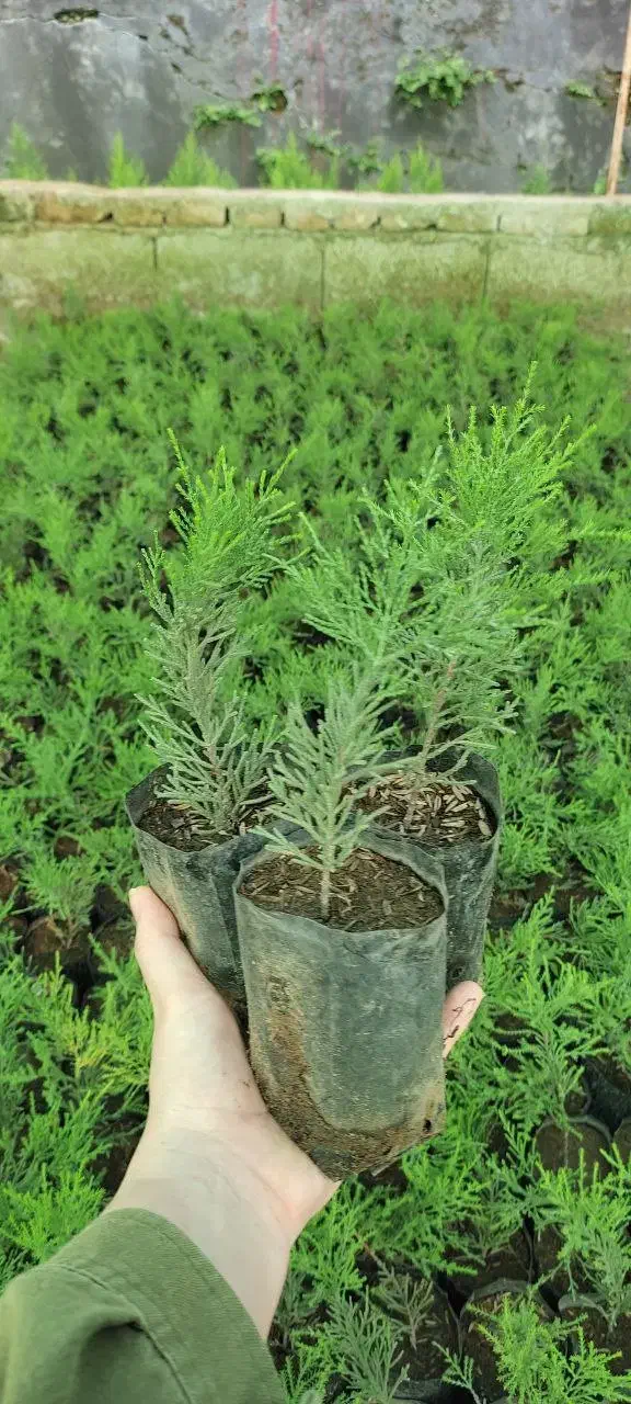 نشاء لاوسون فونیکس نایلکسی سرو شیراز لاوسون سطل 12|خدمات باغبانی و درختکاری|رودسر, |دیوار