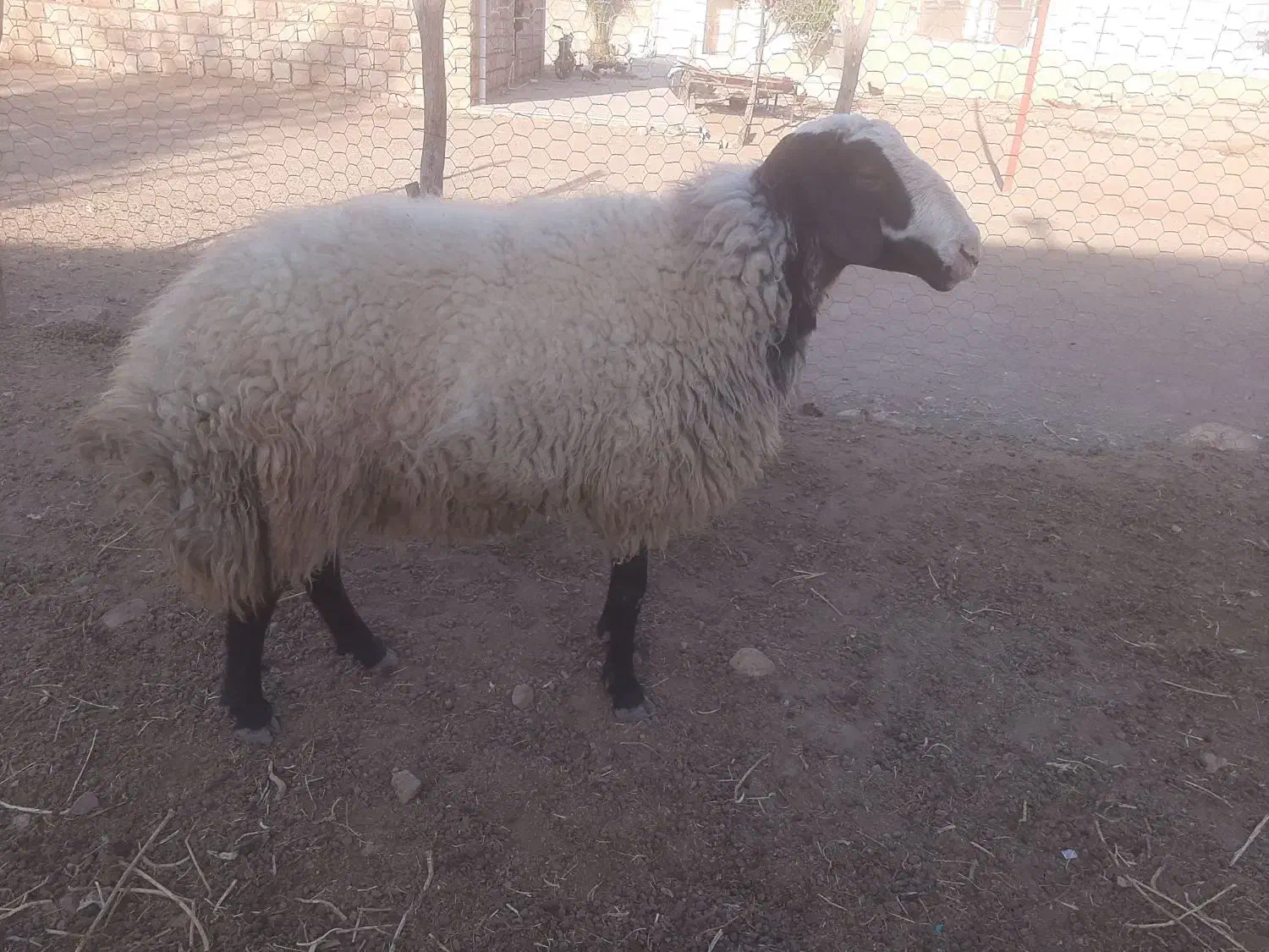 ورن شال|حیوانات مزرعه|کوهدشت, |دیوار