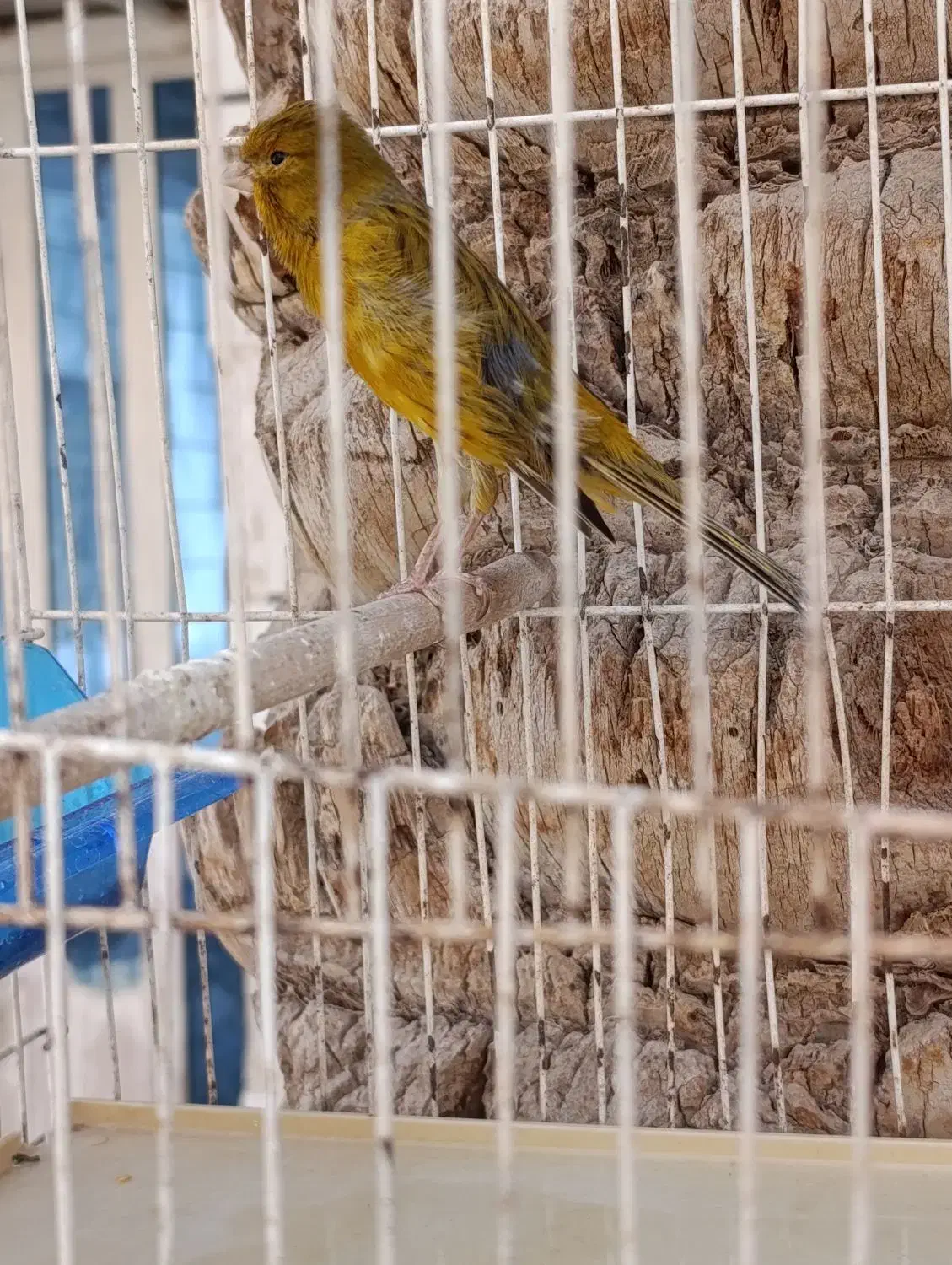 قناری نر ریزه خونی|پرنده|امیدیه, |دیوار