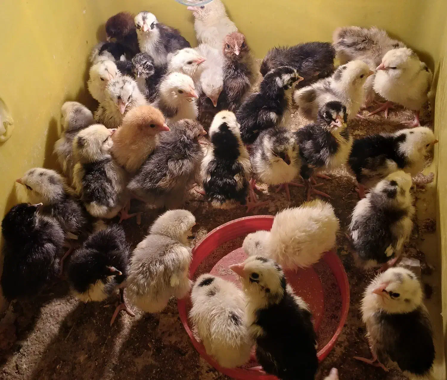 جوجه گلین۰ورورک وتخم نطفهدار تضمینی گلین و ورورک|حیوانات مزرعه|رباطکریم, شهرستانک|دیوار