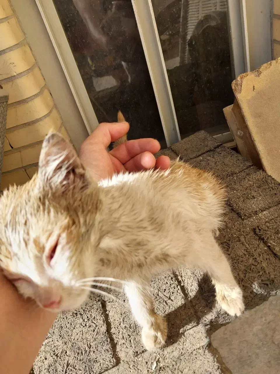 بچه گربه|گربه|سیرجان, |دیوار