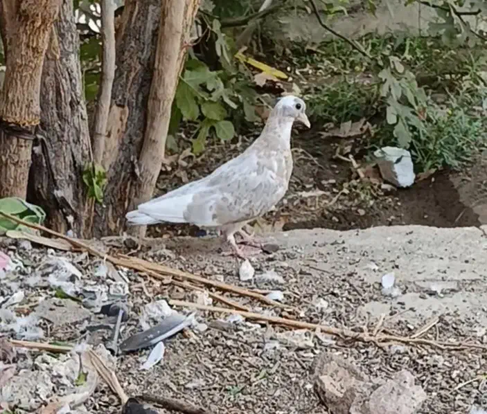 پرشی|پرنده|مهریز, |دیوار