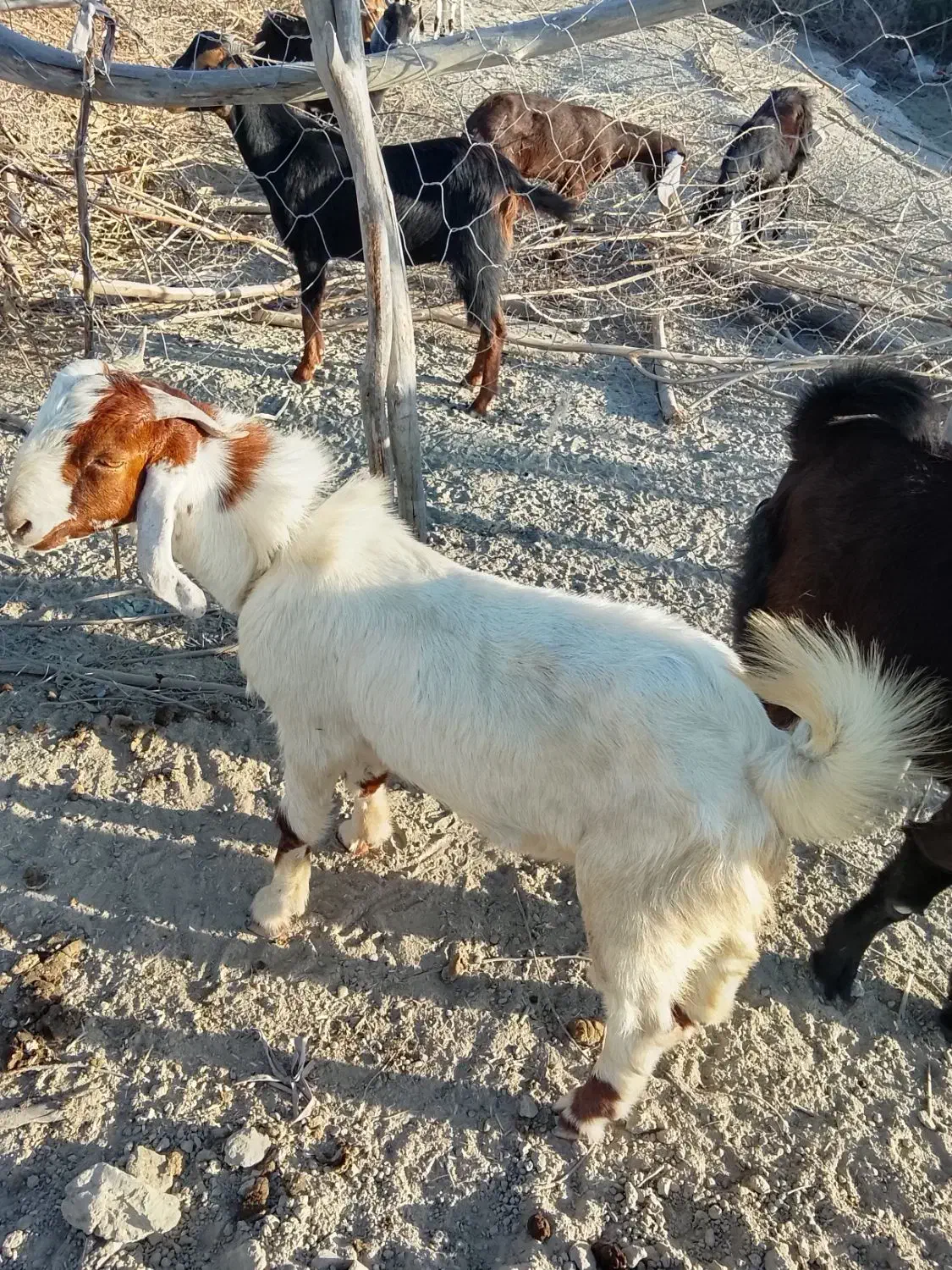 بزهای خوب فروشی (تروشت)|حیوانات مزرعه|پلان, |دیوار