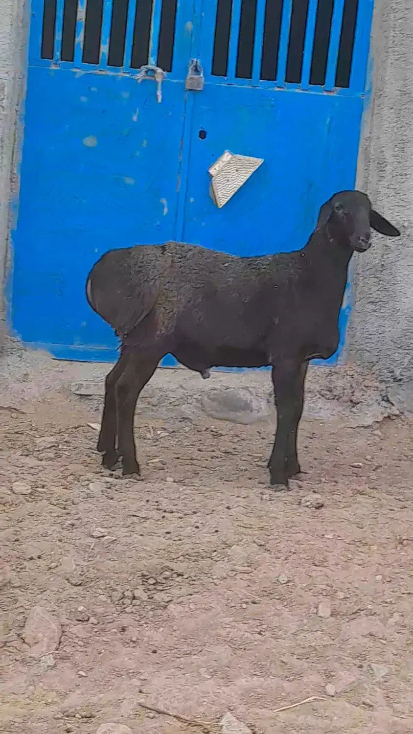 بره‌قو چی‌چینی|حیوانات مزرعه|تربت جام, جامرود|دیوار