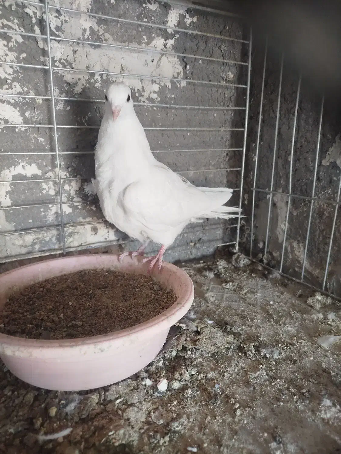 جوجه کبوتر|پرنده|بافق, |دیوار