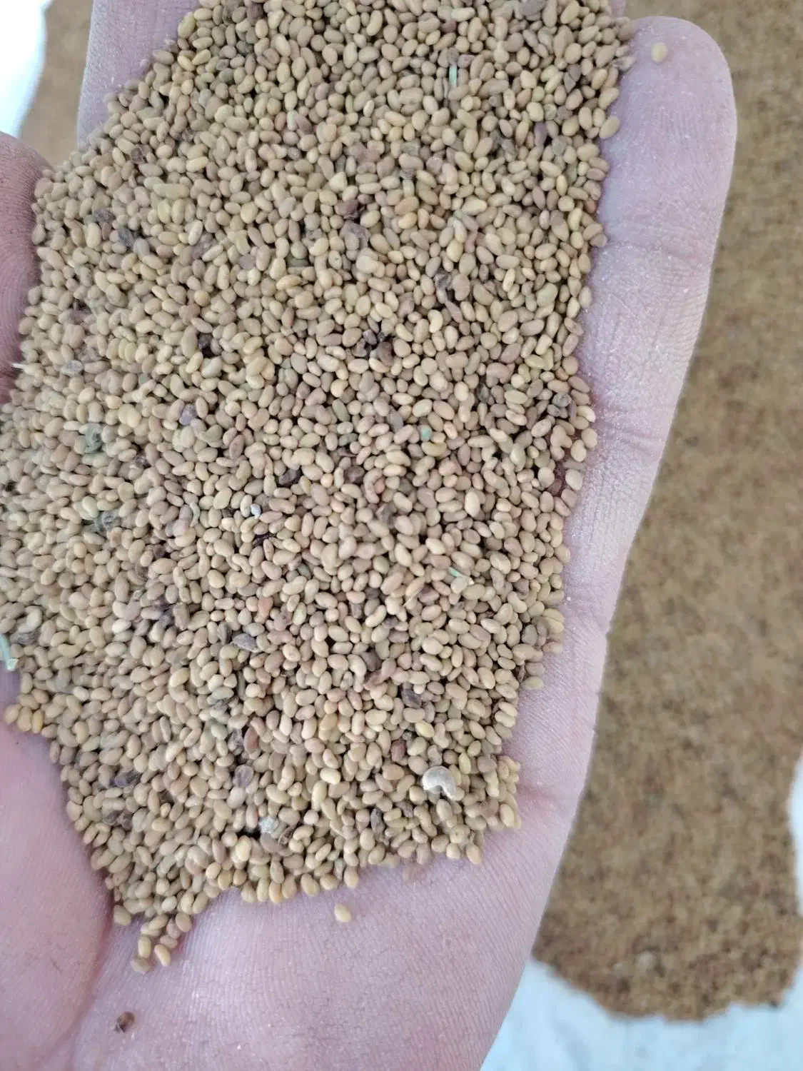 بذر یونجه رنجر|خدمات باغبانی و درختکاری|شیراز, ارم|دیوار