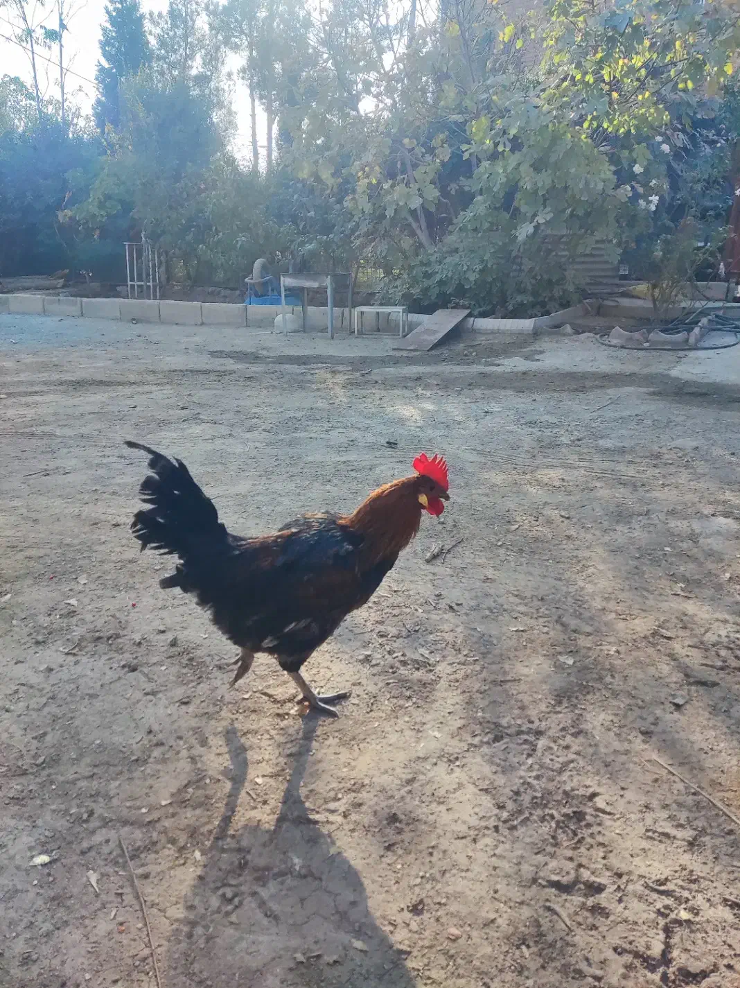 فروش خروس محلی|حیوانات مزرعه|رباطکریم, پرندک|دیوار