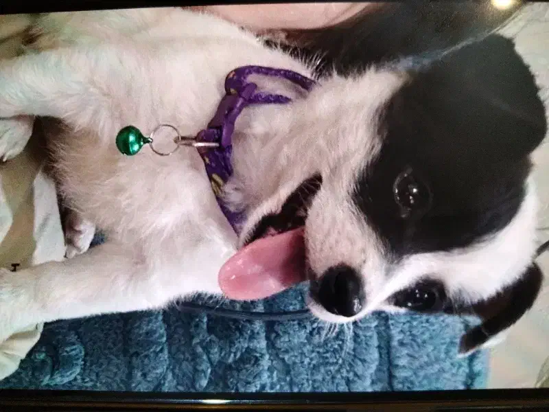 واگذاری توله اشپیدز|سگ|قائم‌شهر, |دیوار