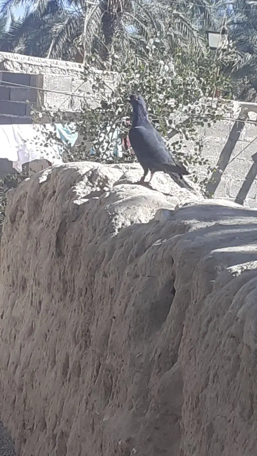 کبوترسالم یک سنگی یک سفید|پرنده|سراوان, |دیوار