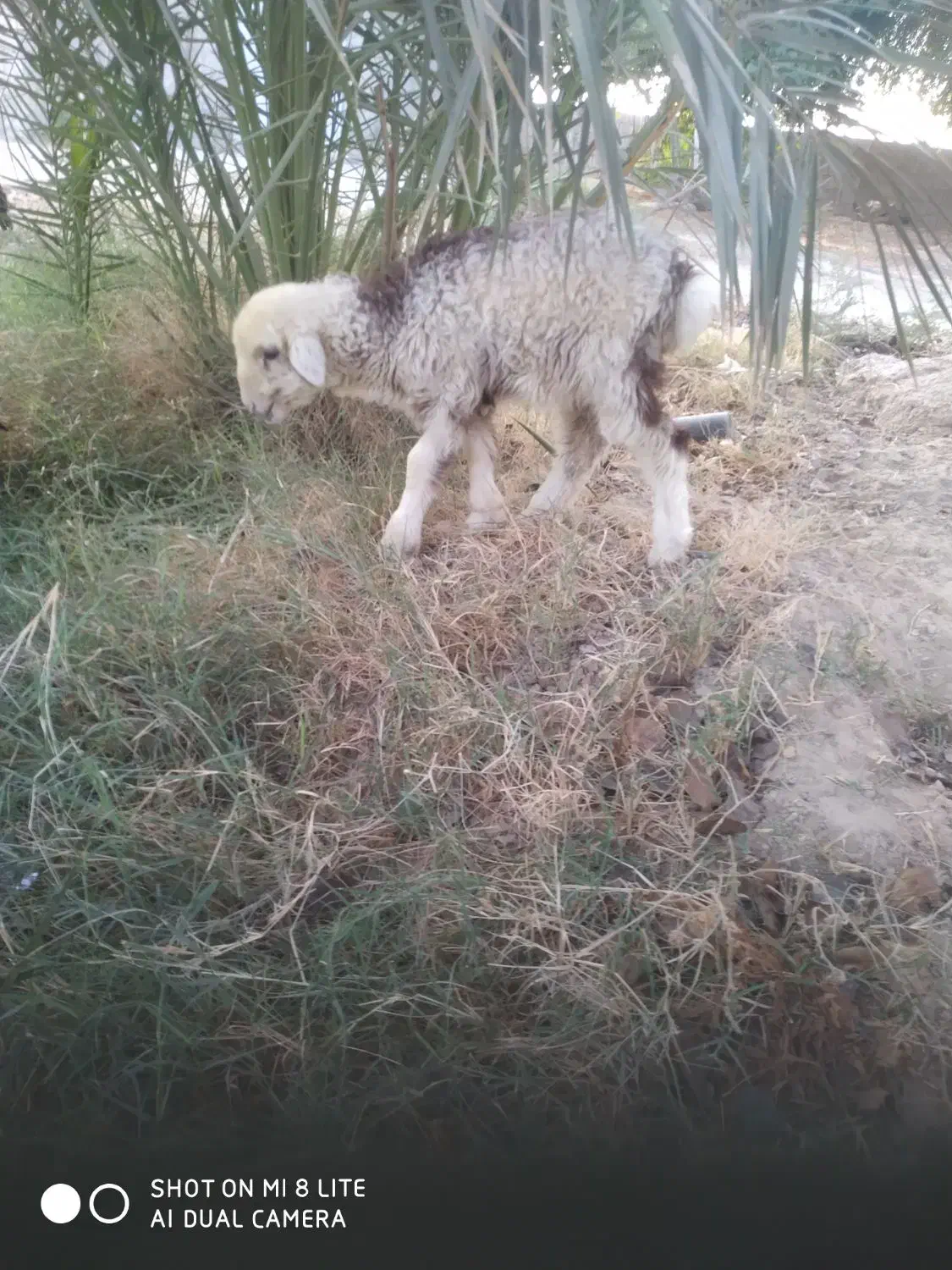 بره ماده|حیوانات مزرعه|شبانکاره, |دیوار