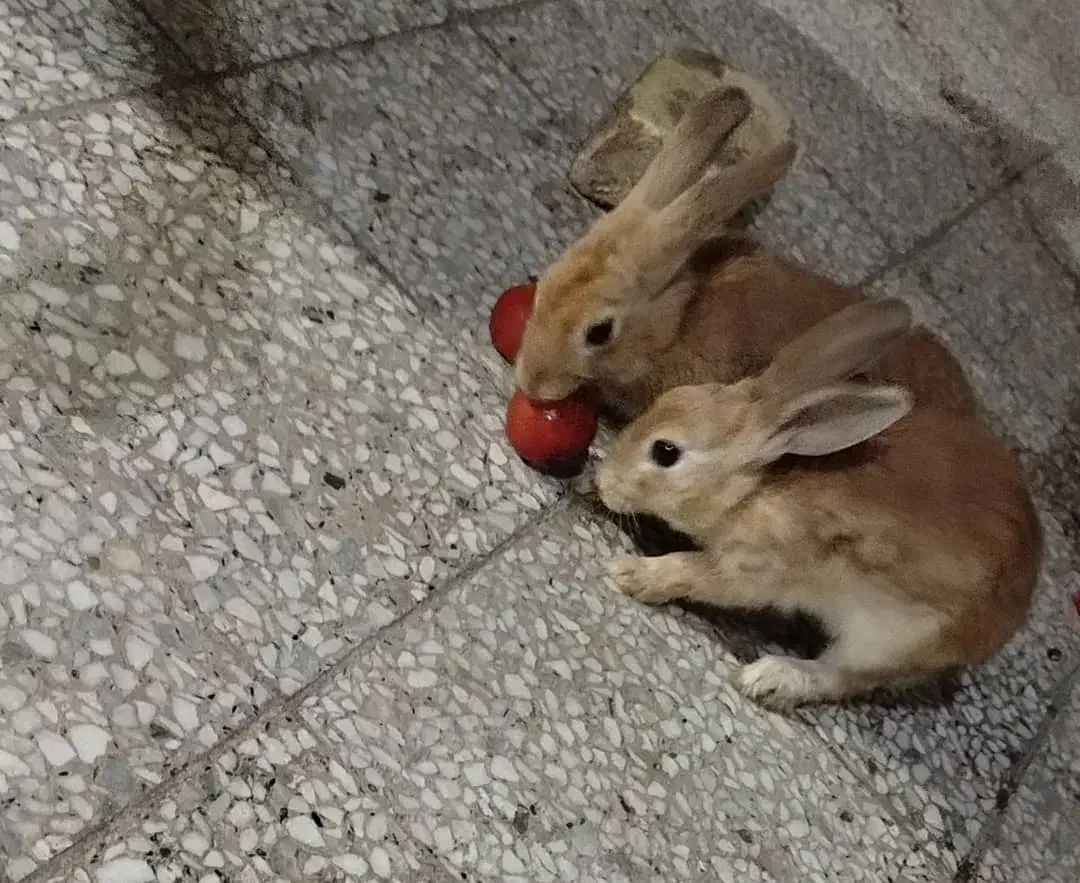 خرگوش|موش و خرگوش|بندرعباس, |دیوار