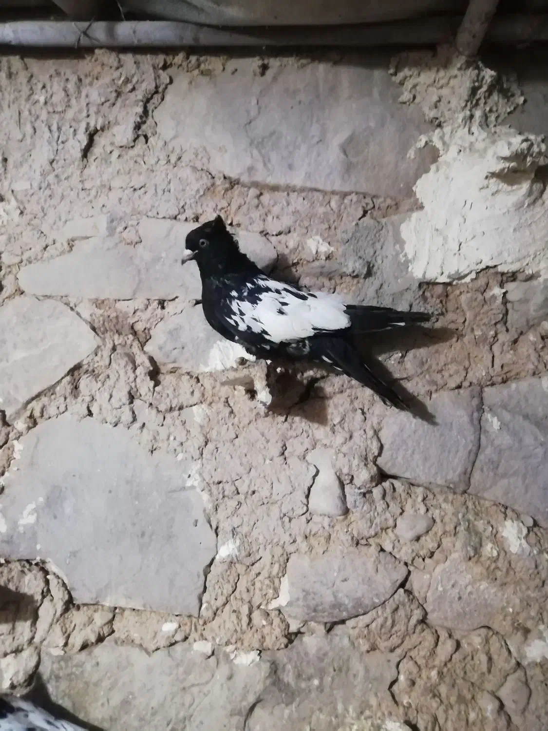 فروشی|پرنده|مسجد سلیمان, |دیوار