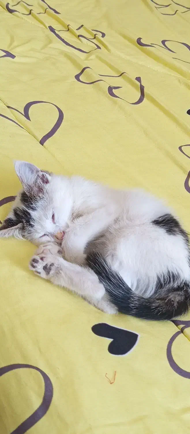 گربه گمشده|گربه|رودهن, |دیوار