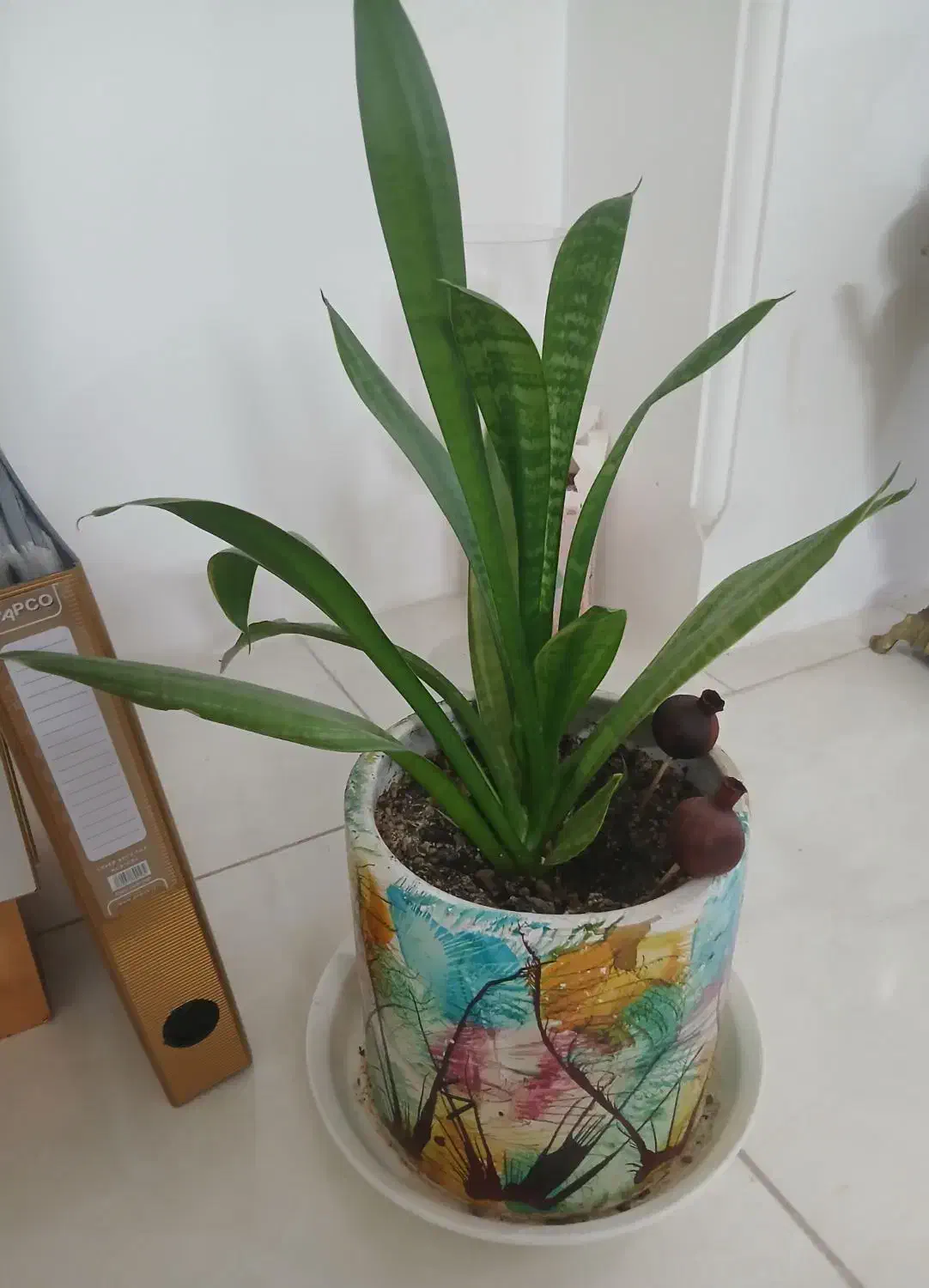 گل طبیعی با گلدون آماده بسیار زیبا|گل و گیاه طبیعی|قم, انسجام|دیوار