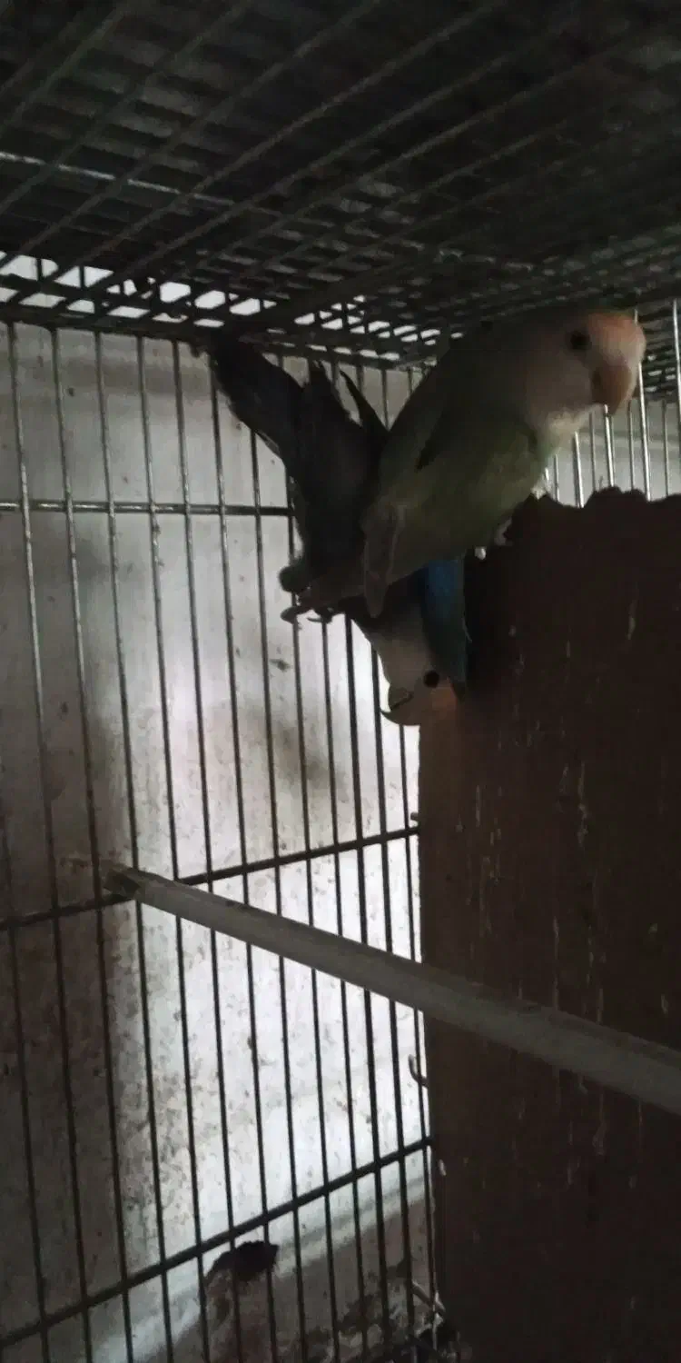 جفت کوتوله برزیلی جوجه مرغ عشق 1 کوتوله برزیلی نر|پرنده|نیشابور, فردوسی جنوبی|دیوار