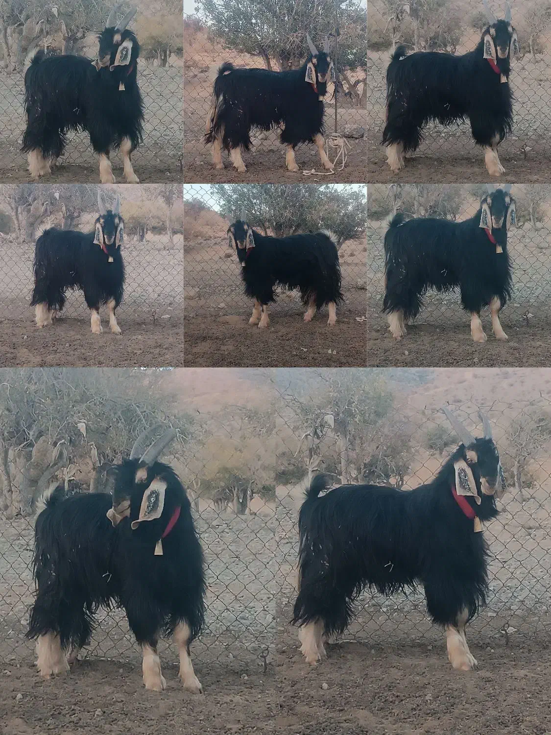 یک راس دبر ترکی اصل روزگاری. همه چی تموم.|حیوانات مزرعه|شیراز, ابیوردی|دیوار