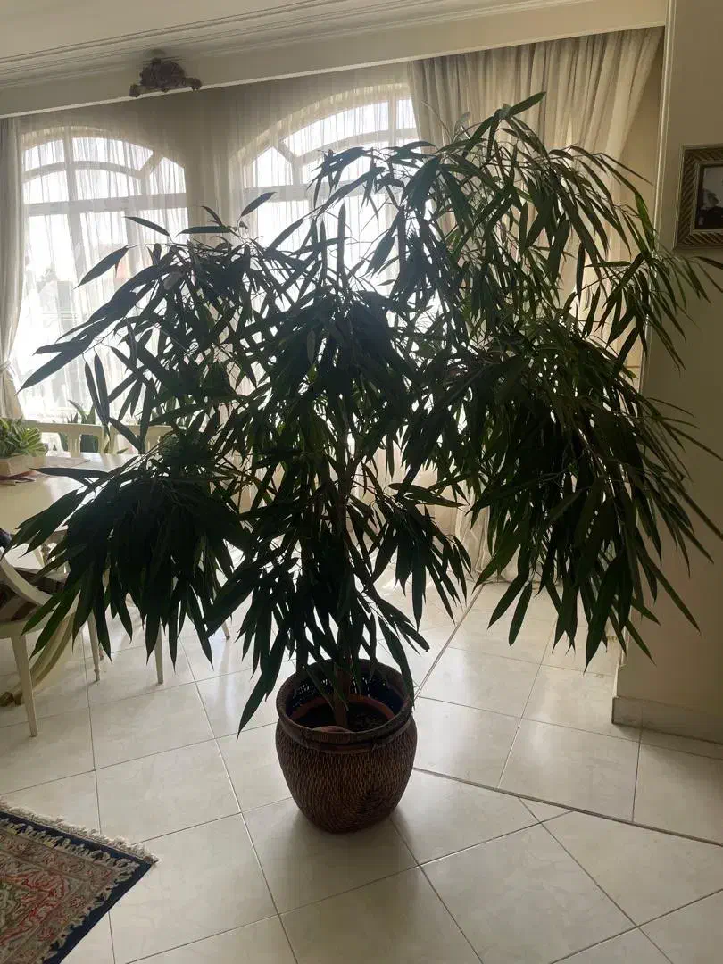 گیاه|گل و گیاه طبیعی|تهران, مینیسیتی (شهرک نفت)|دیوار