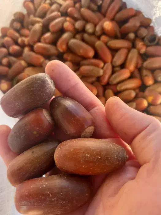 بلوط جنگلی برای دیزاین شب یلدا و ....|صنایع دستی و سایر لوازم تزئینی|رشت, سلیمانداراب|دیوار