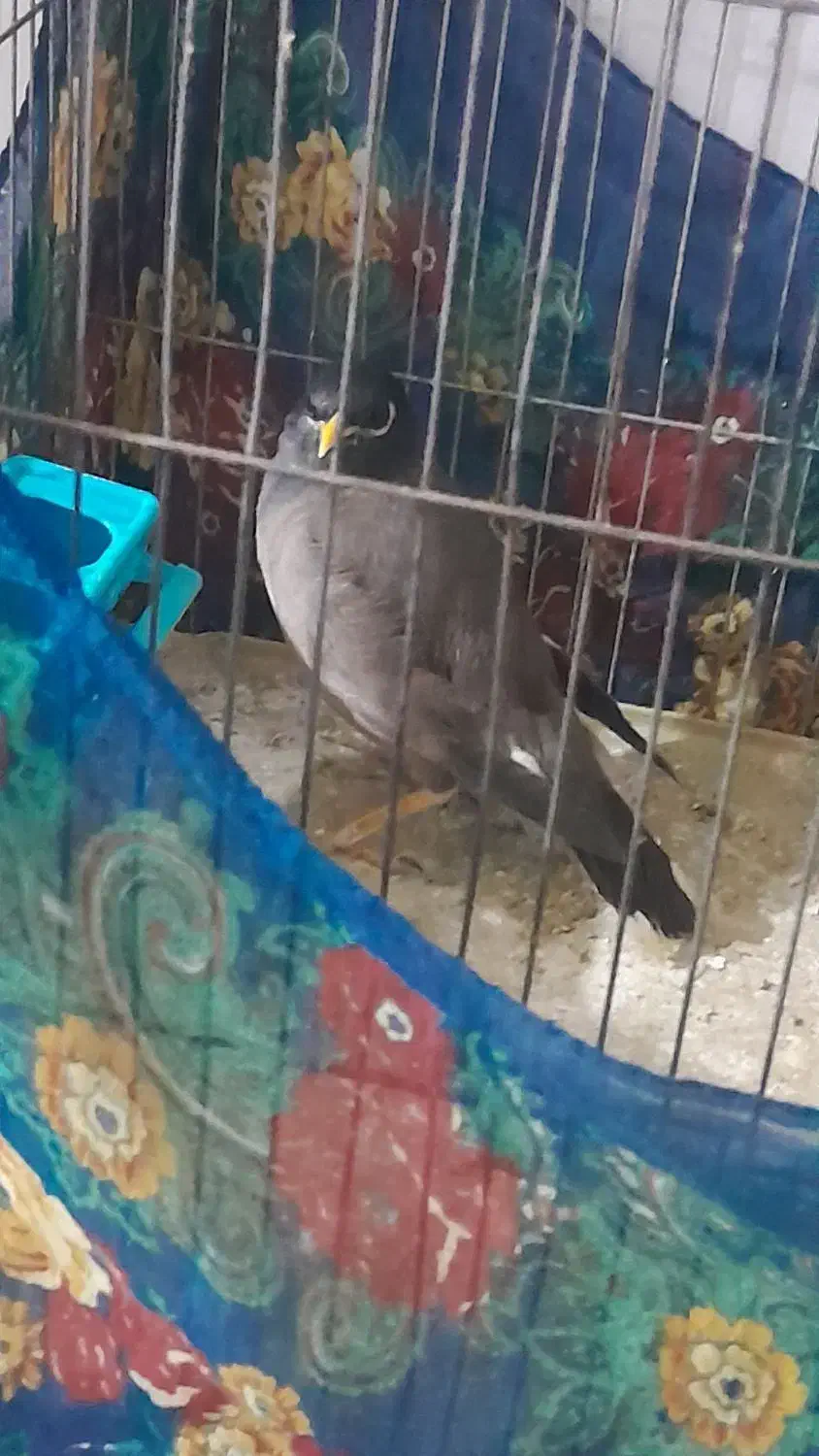 مرغ مینا نر چشم ستاره ای|پرنده|ایلام, |دیوار