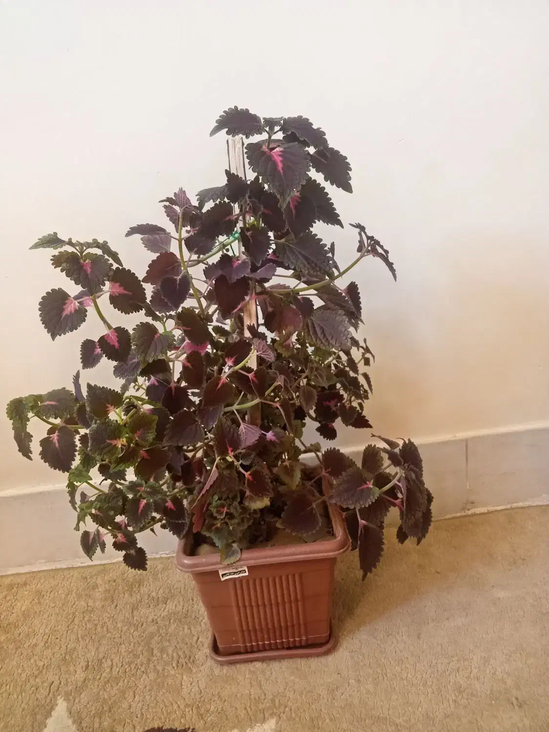 گل...|گل و گیاه طبیعی|لاران, |دیوار