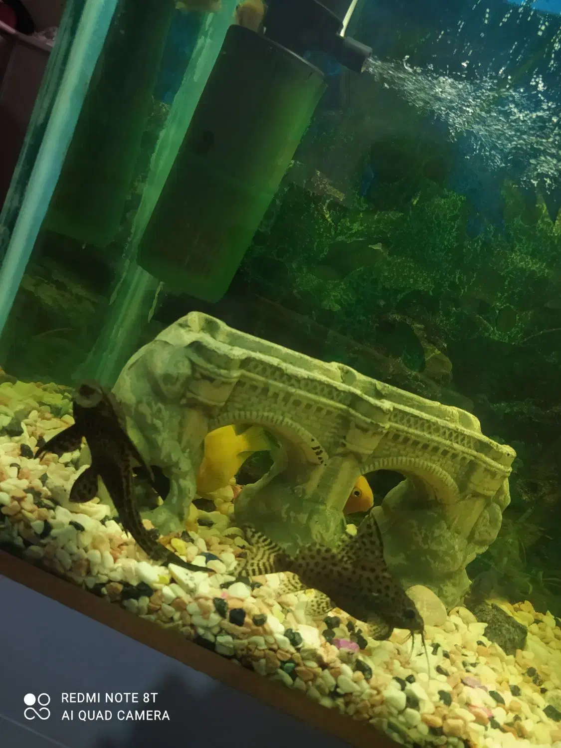 اکواریم کامل|ماهی|سنندج, |دیوار