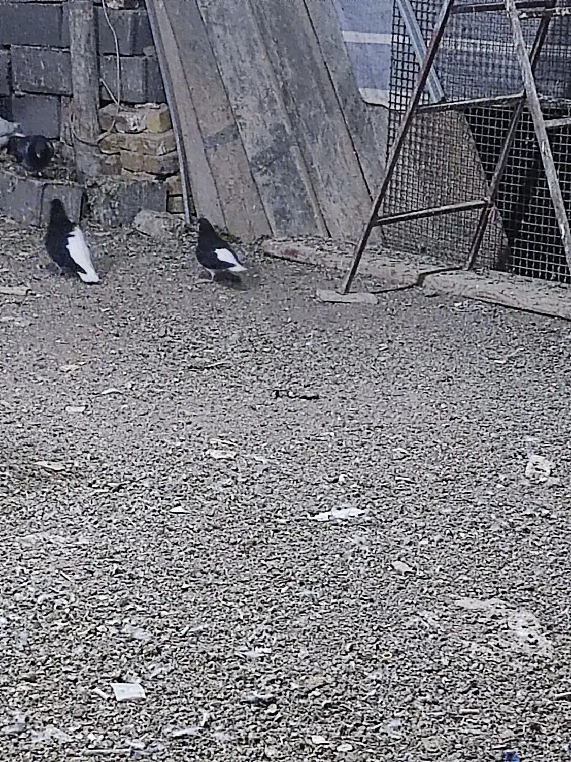 کبوتر خوشرنگ چپ|پرنده|تاکستان, |دیوار