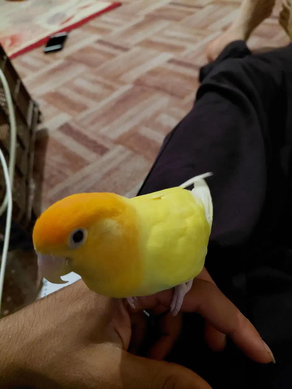 طوطی برزیلی|پرنده|راهگان, |دیوار