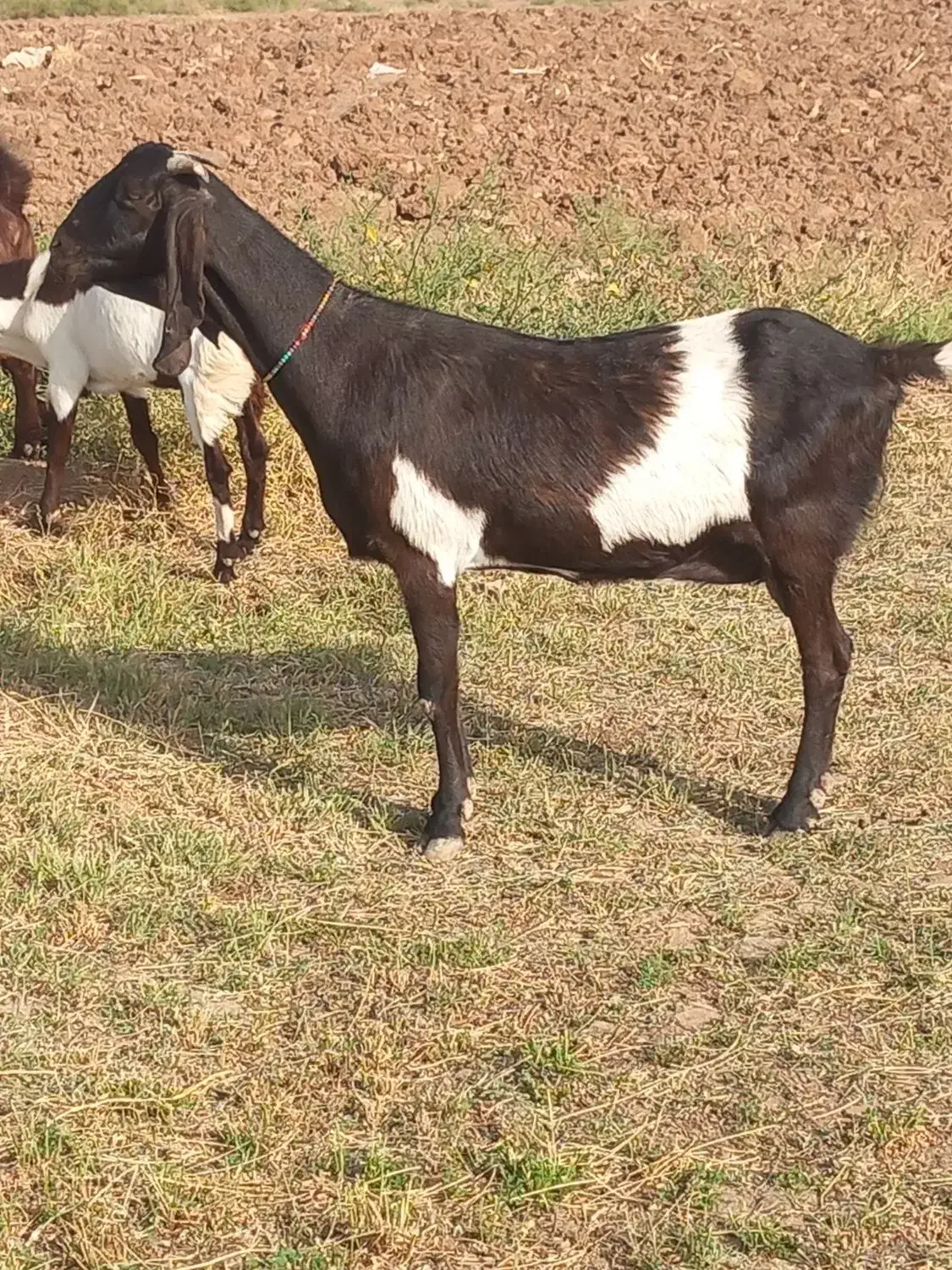 گاو|خدمات حمل و نقل|تربت جام, میان جام|دیوار