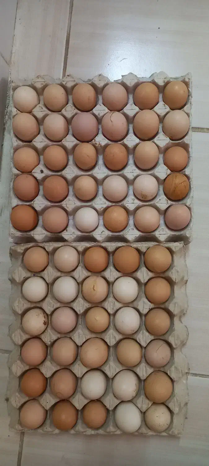 تخم مرغ نطفه دار محلی|حیوانات مزرعه|زنجان, |دیوار