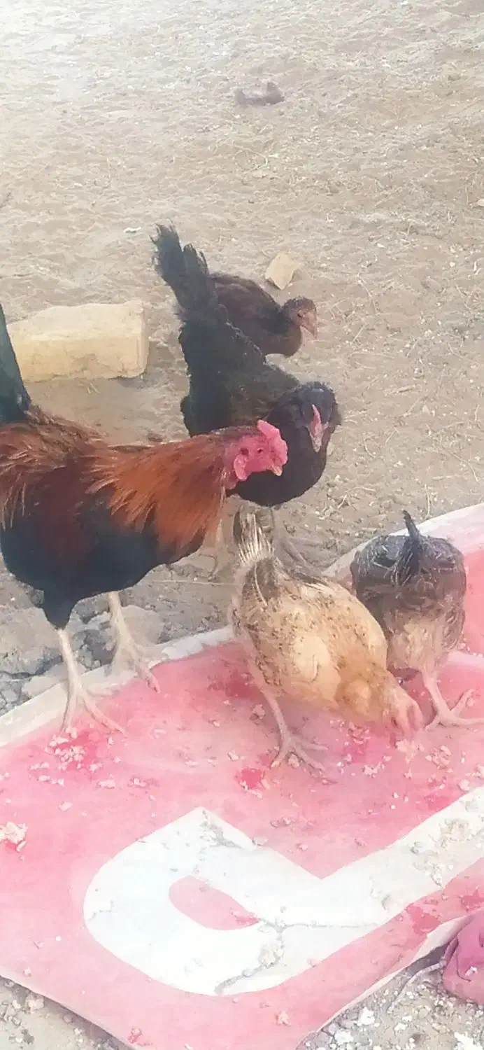 بعترین قیمت اگه خریداری دوسه تا مرغ و خروس بی پو|حیوانات مزرعه|کرباسک, |دیوار