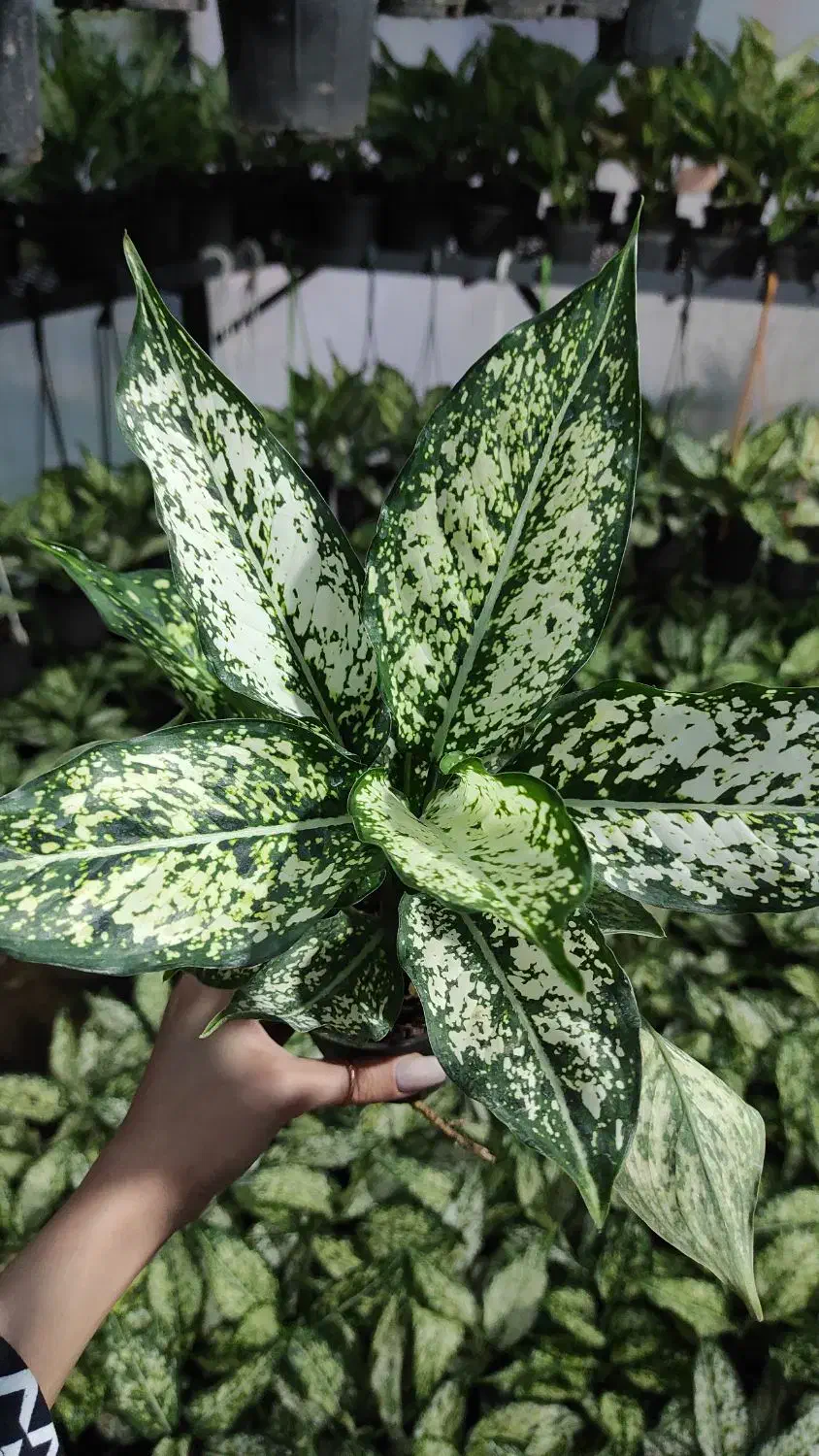 فروش آگلونما برفی بسیار باکیفیت|گل و گیاه طبیعی|عباس‌آباد, |دیوار