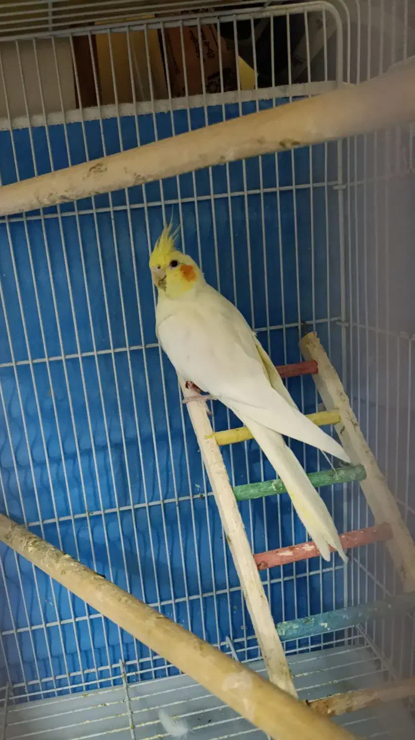 جفت عروس مولدباجوجه|پرنده|شیراز, انجیر|دیوار