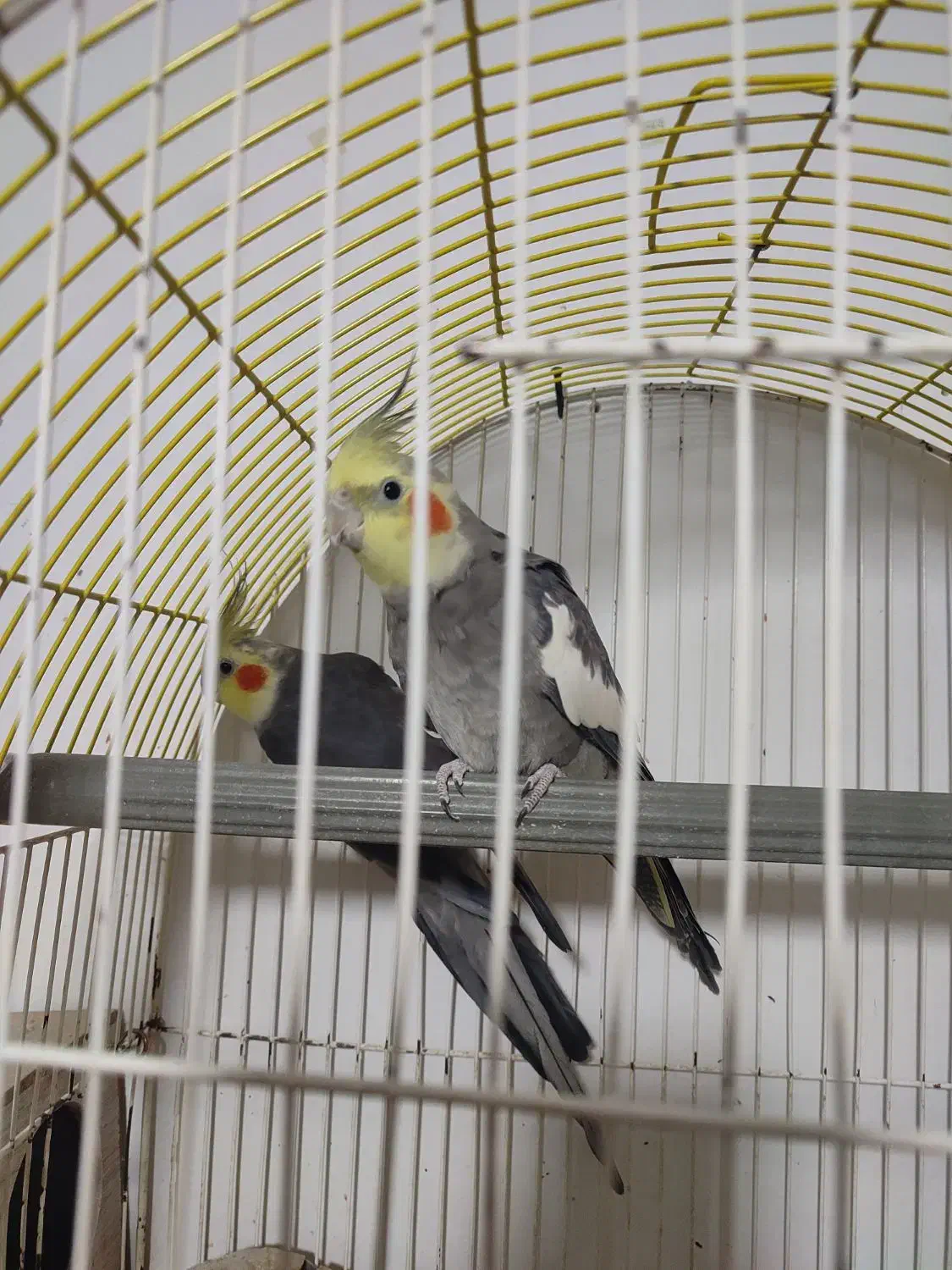 عروس هلندی نر|پرنده|پاکدشت, حصار امیر|دیوار