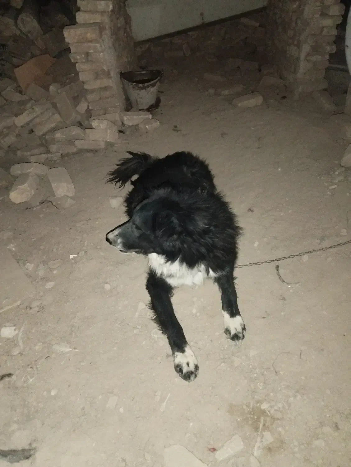 توله نرقدرجونی|سگ|حبیب آباد, |دیوار