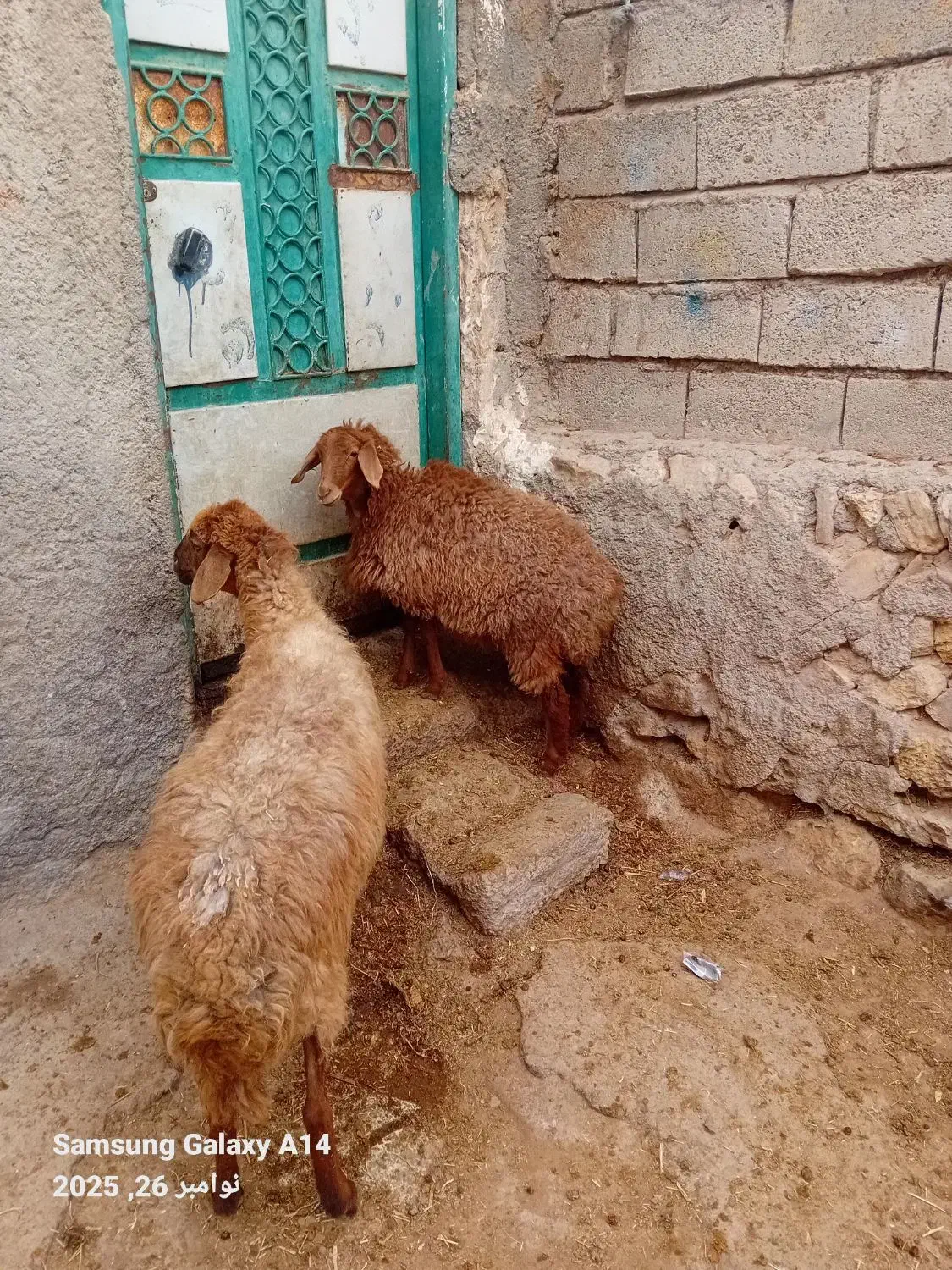 ۱عددگوسفند جوان ننه بالا برای نگه داشتن|حیوانات مزرعه|اردبیل, |دیوار