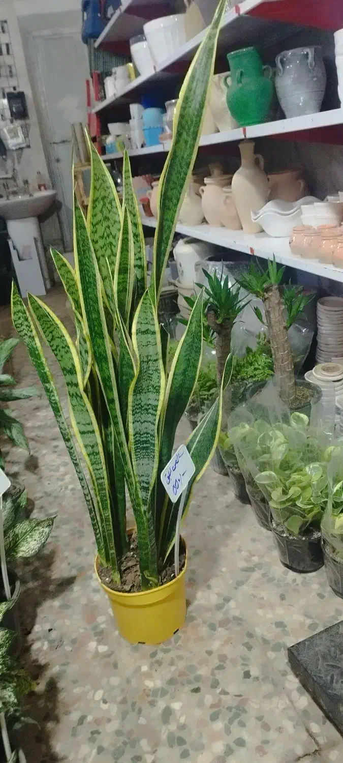 تعویض پسماند یا ضایعات با گل و گلدان|گل و گیاه طبیعی|ایلام, |دیوار