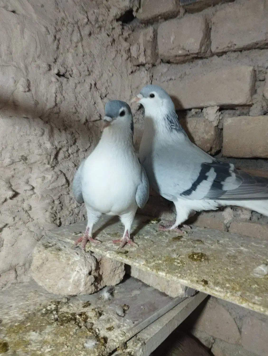 کبوترساده|پرنده|زبرخان, |دیوار