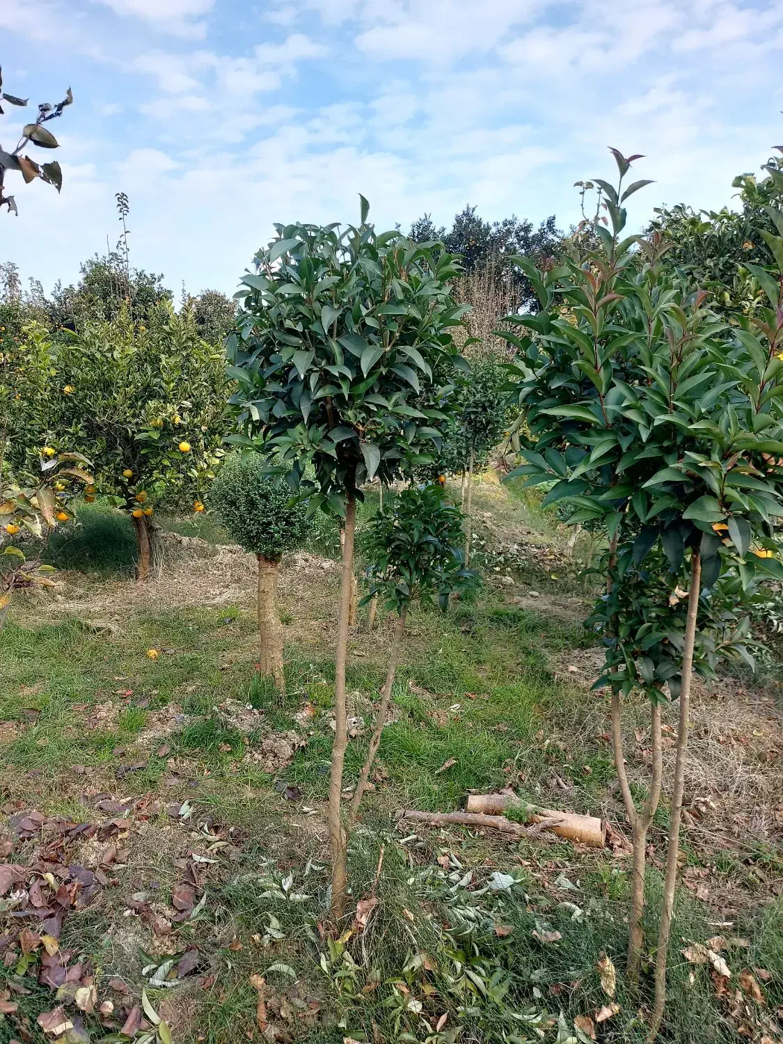 برگ نو طرح پیوند|گل و گیاه طبیعی|کلاچای, |دیوار